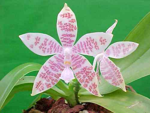 Phalaenopsis hieroglyphica 
